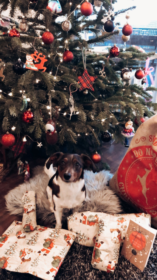 Weihnachtliche Freuden für deinen Hund: Tipps für die festliche Saison