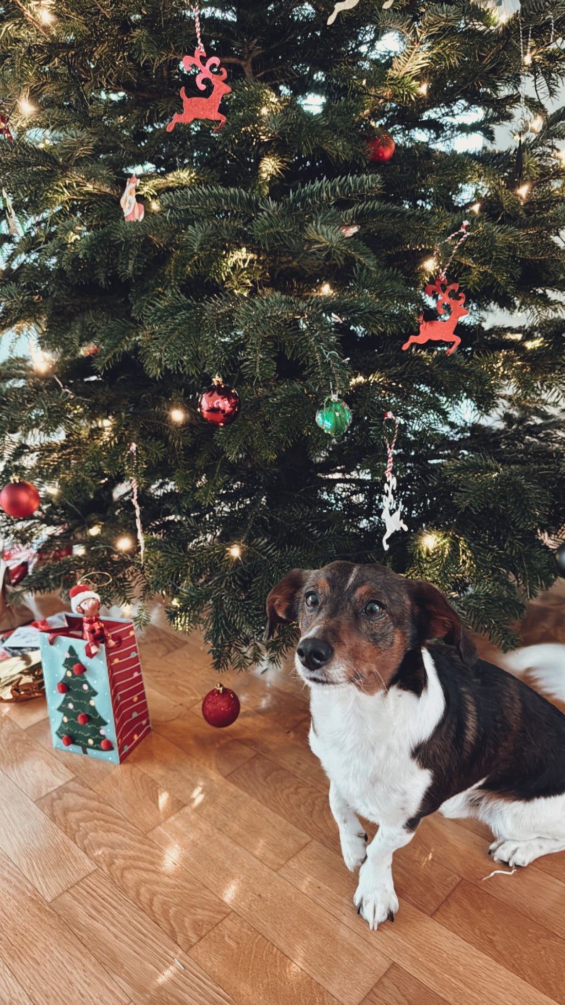 Gefahren für Hunde in der Weihnachtszeit und an Silvester – So schützt du deinen Vierbeiner