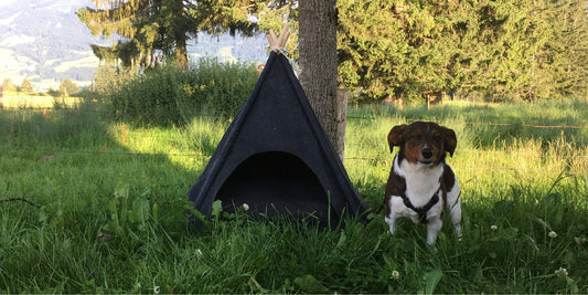 Wohnmobilreisen mit Hund